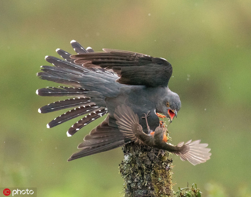 知更鸟大战杜鹃鸟:打斗激烈交互攻防_高清图集_新浪网