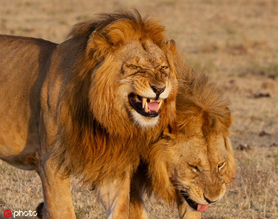 有露出獠牙做鬼脸的狮子,有一对朝着镜头微笑的海报,还有一只像是要