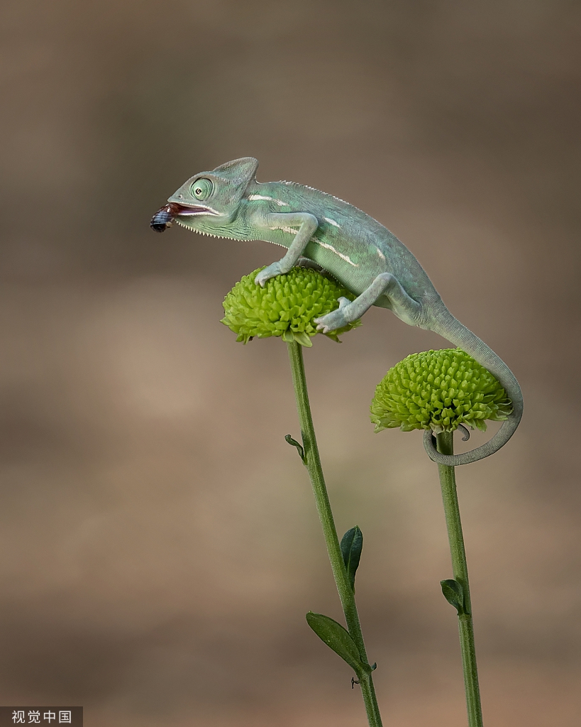 迷你变色龙伸长舌头捕食昆虫 用尾巴当"钩子"保持平衡
