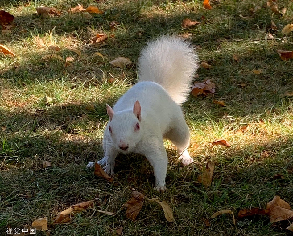 动物保护者偶遇白化松鼠觅食紧握食物萌翻了