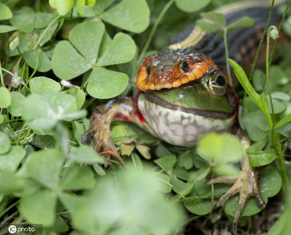 野生小蛇捕食青蛙 张大嘴整个吞下_高清图集_新浪网