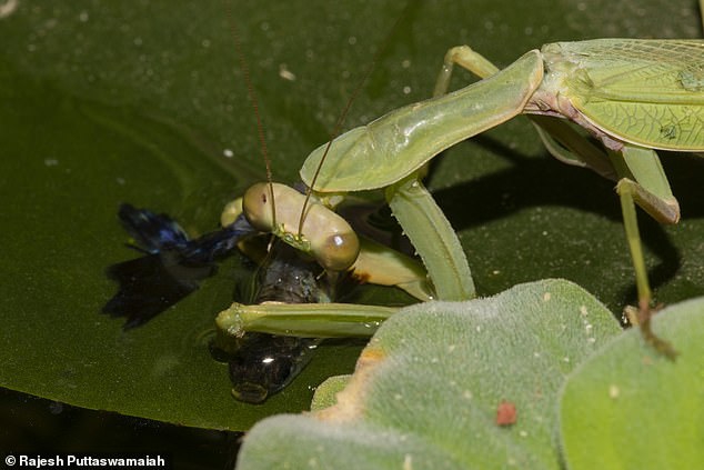 螳螂vs田鳖图片