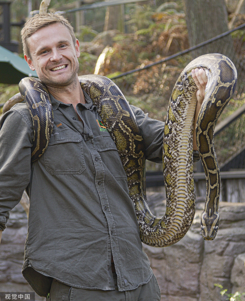 澳大利亚动物管理员坚持每日提取毒液用于制造抗蛇毒血清_高清图集