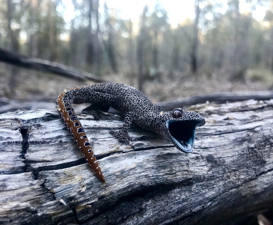 小模样凶极了金尾守宫竖起尾巴喷射恶臭液体当武器