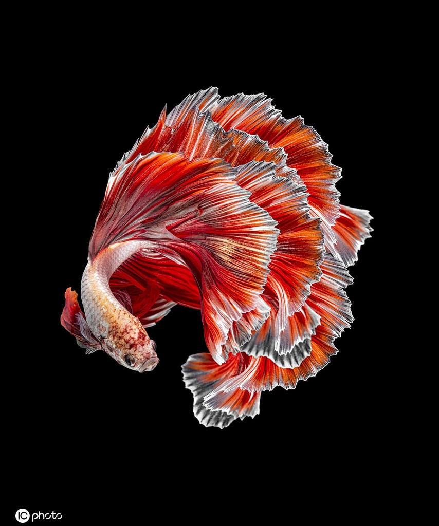 鬥 魚 高清