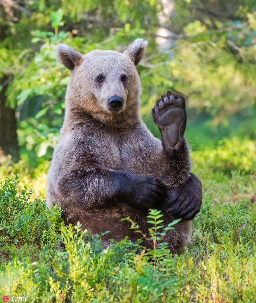 "熊大"们的搞笑趣照:蹭痒抠脚囧事一箩筐