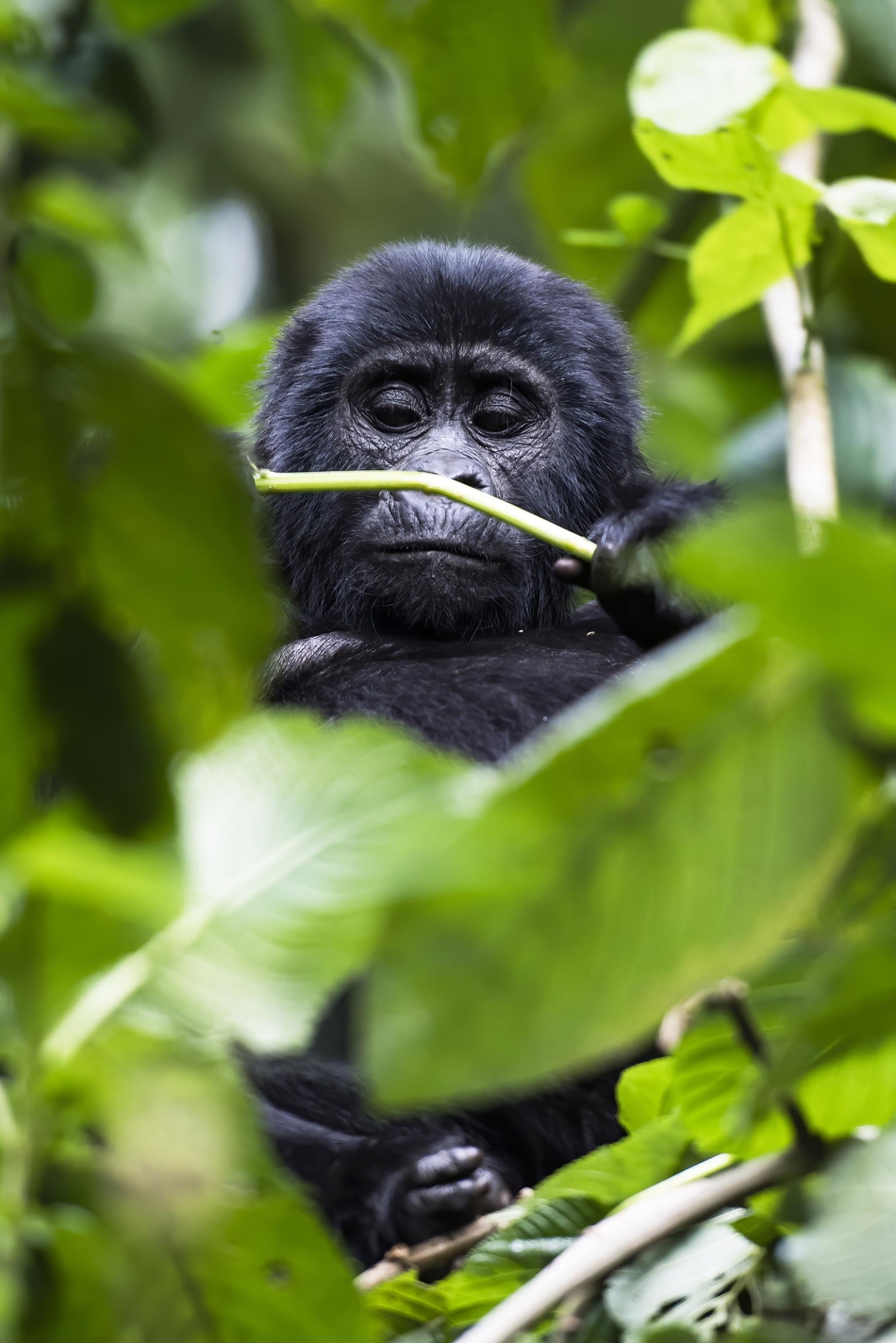 银背大猩猩宝宝饱餐后犯困 打哈欠眯眼昏昏欲睡