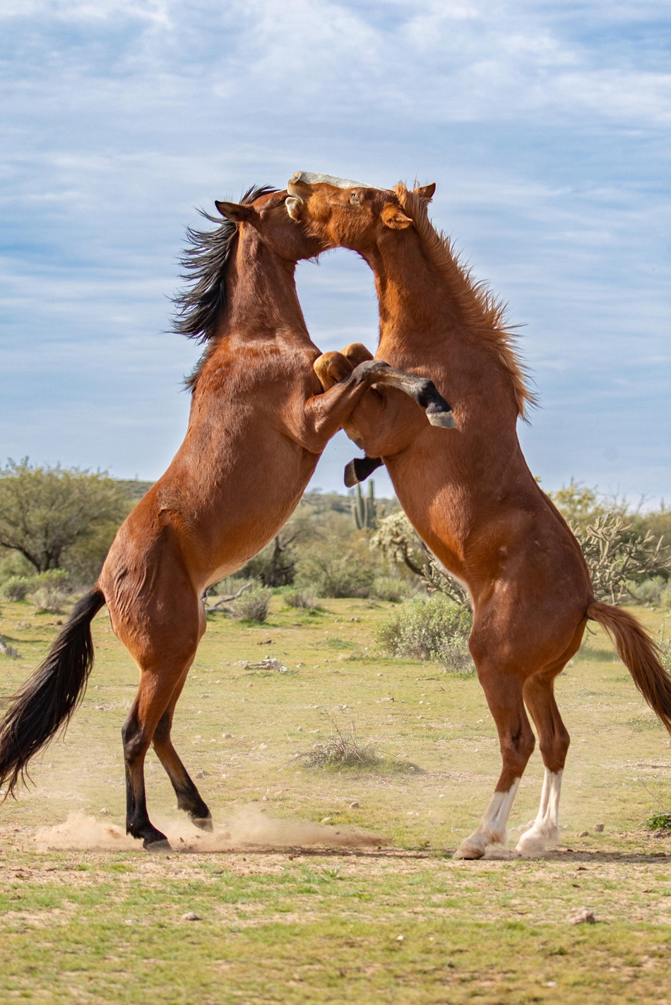 野马上演"拳击"大战:前蹄跃起战况激烈