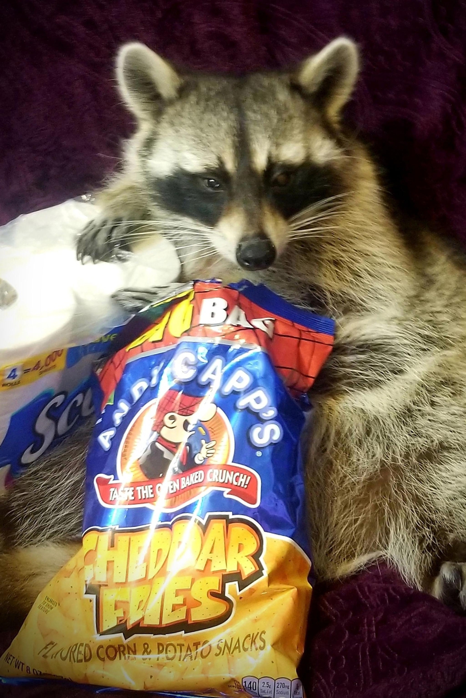 美国夫妇将浣熊当孩子养 与"干脆面君"同吃同睡