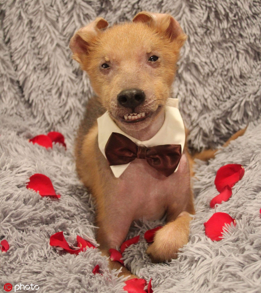 丑萌宠物狗因基因缺陷始终微笑 走红网络温暖人心_高清图集_新浪网