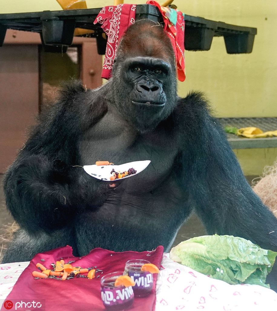 动物园大猩猩享受大餐 人模人样满满仪式感_高清图集_新浪网