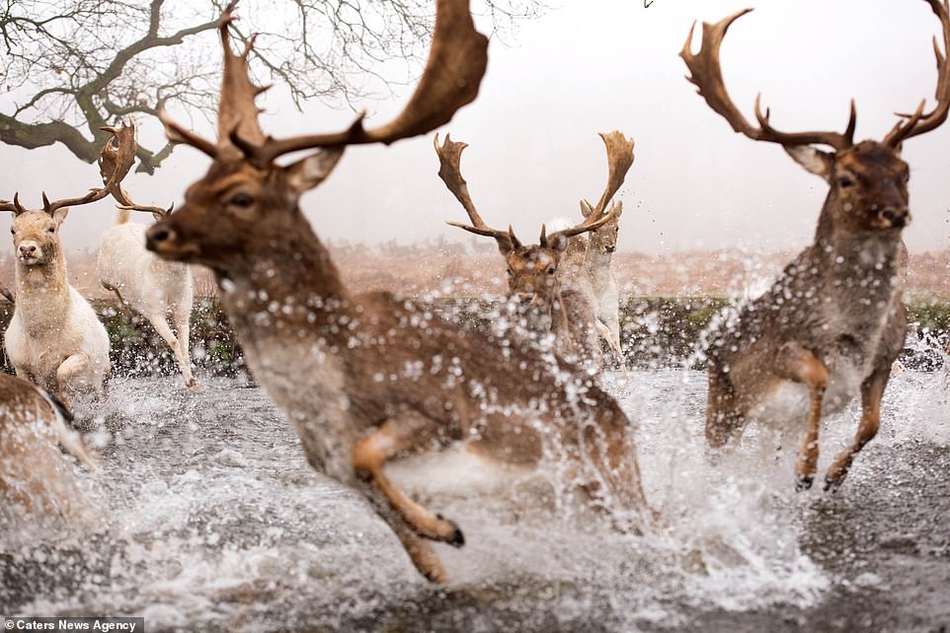 水花四溅:鹿群被宠物狗追赶惊慌逃窜_高清图集_新浪网