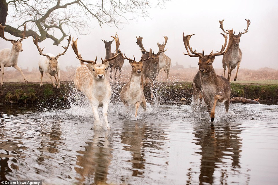 水花四溅:鹿群被宠物狗追赶惊慌逃窜