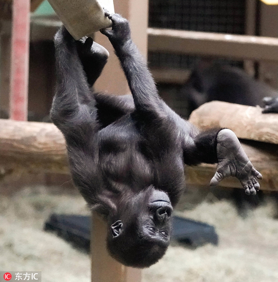 美动物园大猩猩陷沉思严肃模样超逗趣