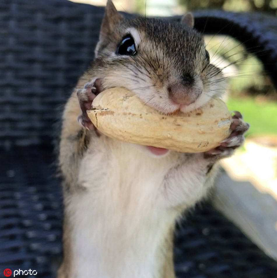 和一群滑稽可爱的小花栗鼠做朋友是怎样的体验?