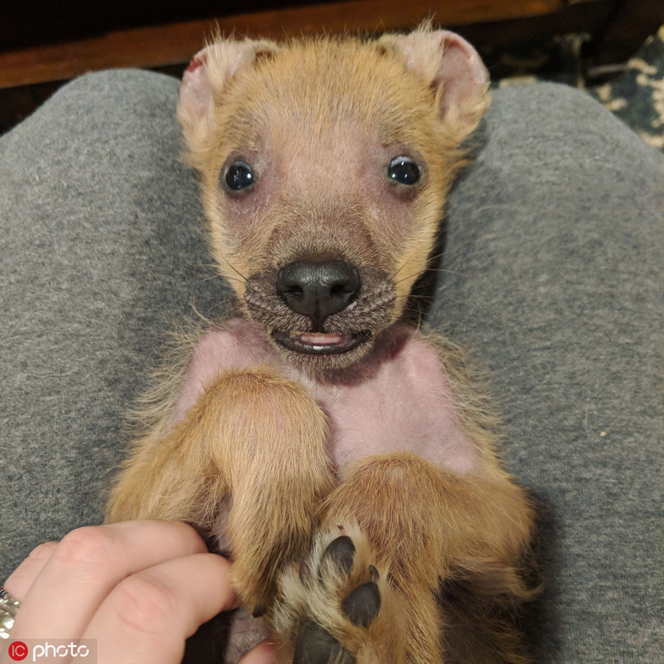 丑萌宠物狗因基因缺陷始终微笑 走红网络温暖人心_高清图集_新浪网