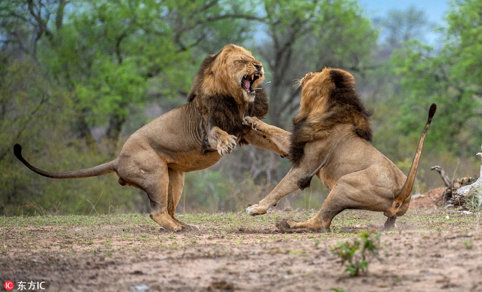 王者之战!南非狮子为争统治权大打出手