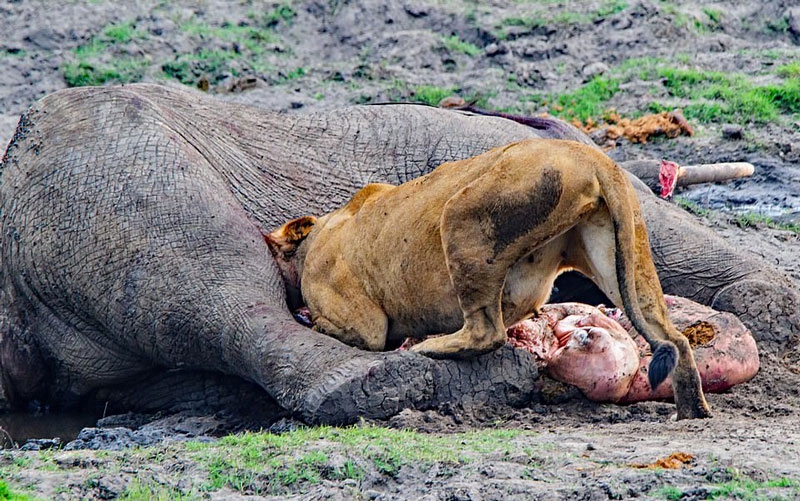 非洲鳄鱼群和狮子蚕食两大象尸体景象阴森惨烈