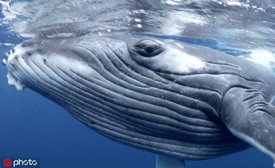 与鲸鱼海中共舞 近距离拍摄惊人画面