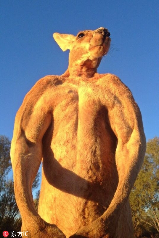 澳大利亚网红袋鼠"罗杰"去世 曾因一身肌肉成明星_高清图集_新浪网