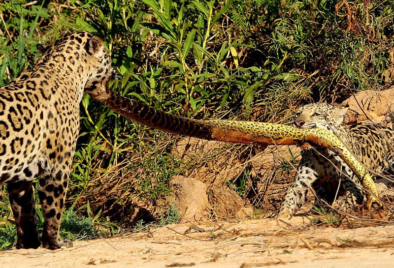 美洲豹与幼崽拿蟒蛇当绳子玩起拔河游戏