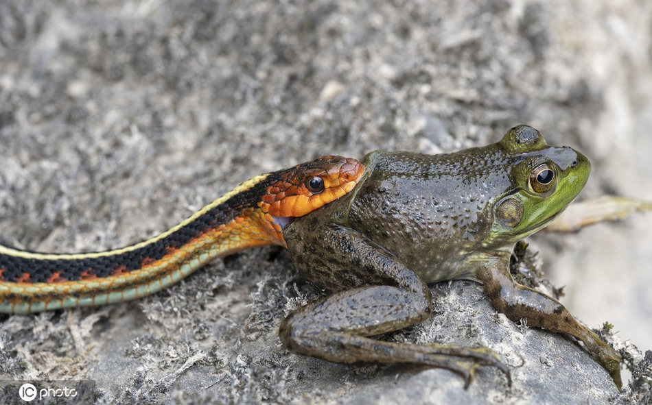 野生小蛇捕食青蛙 张大嘴整个吞下