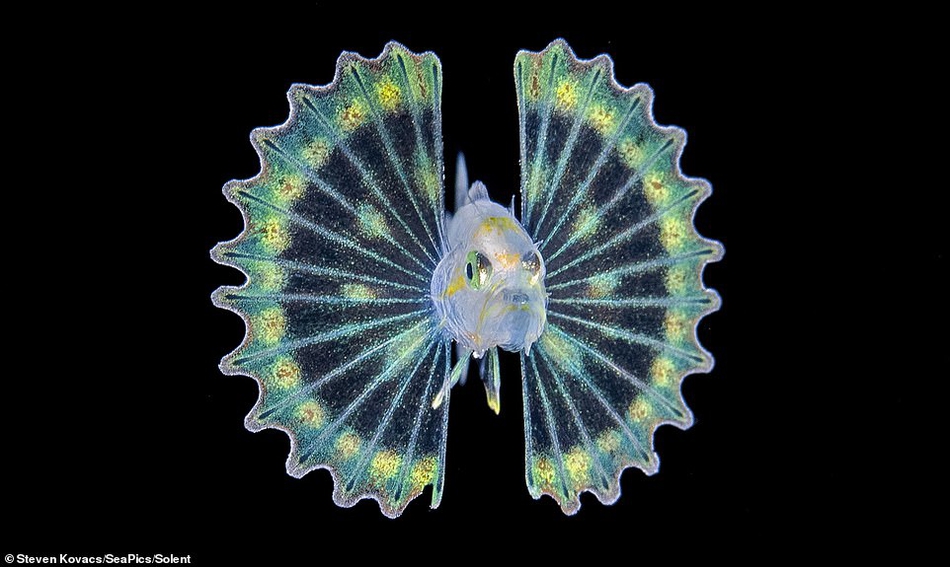 美丽发光的蓑鲉幼鱼:刚出生几天就具有绚烂色彩