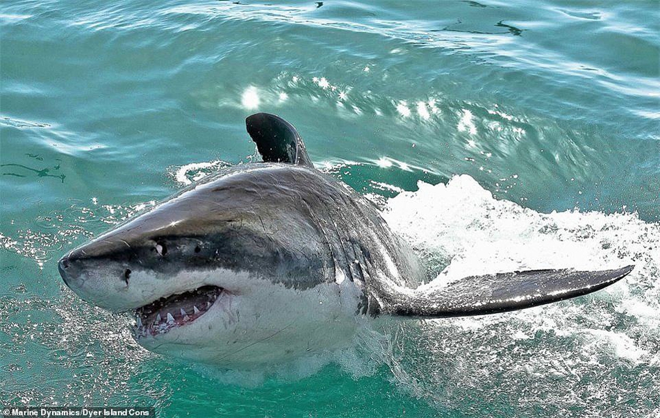 虎鲸入侵南非海域猎食大白鲨:赶尽杀绝喜欢吞食肝脏