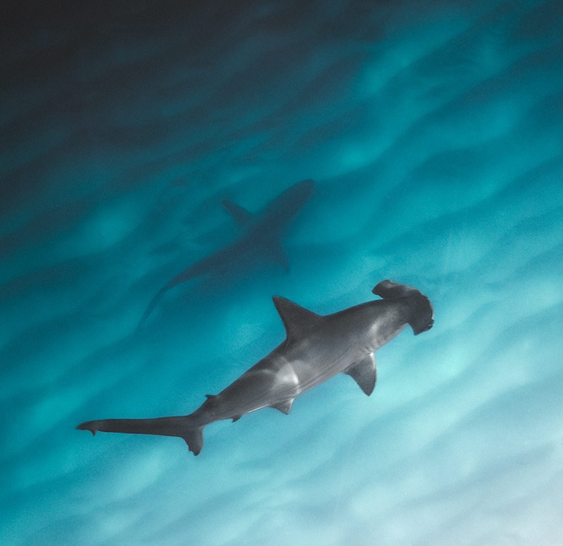 无人机航拍清澈海面下鲨鱼组团捕食壮观画面