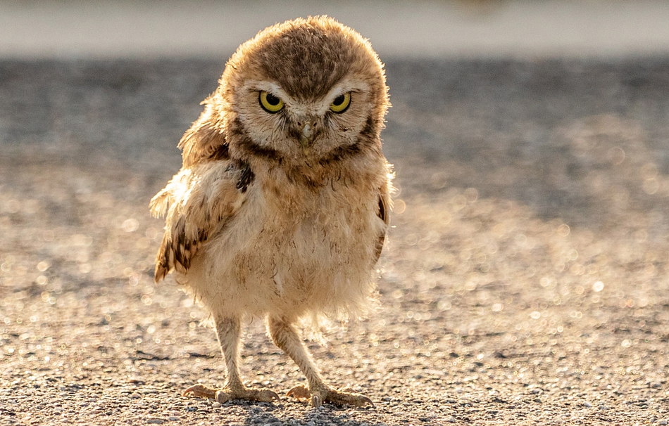 行走的表情包:猫头鹰表情滑稽 或愤怒或争吵可爱至极_高清图集_新浪网