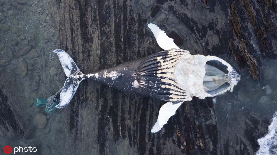 令人心碎!无人机拍到鲸鱼搁浅死亡 尾部缠绕绳子