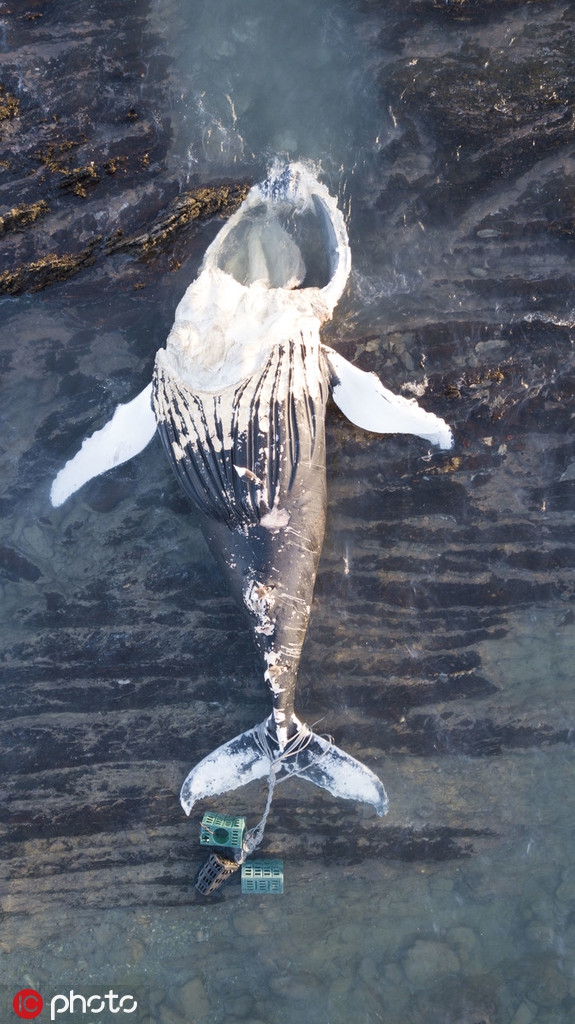 令人心碎!无人机拍到鲸鱼搁浅死亡 尾部缠绕绳子