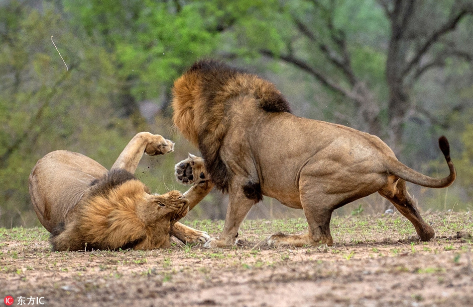 王者之战南非狮子为争统治权大打出手