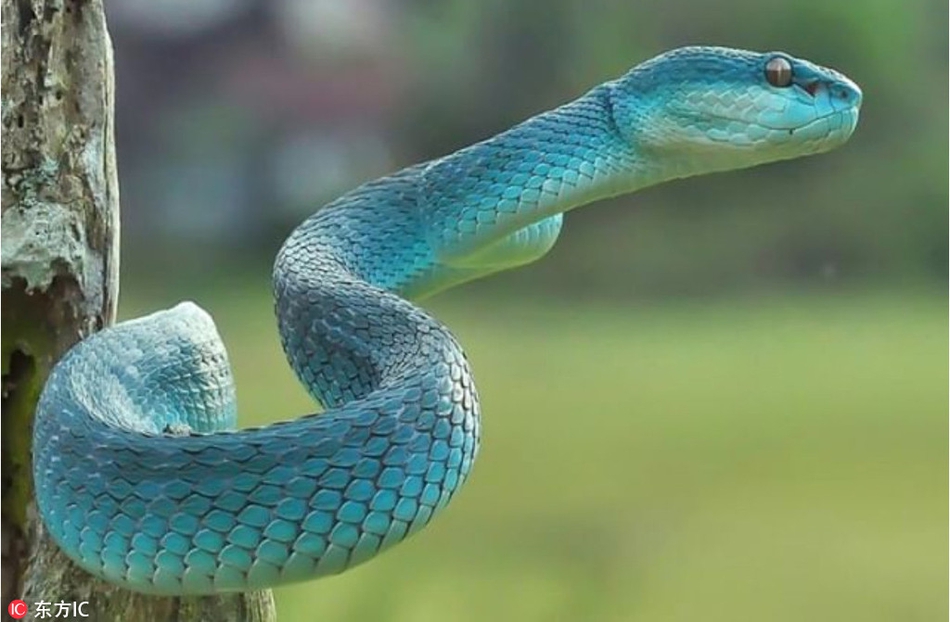 蓝金环蛇响尾蛇图片
