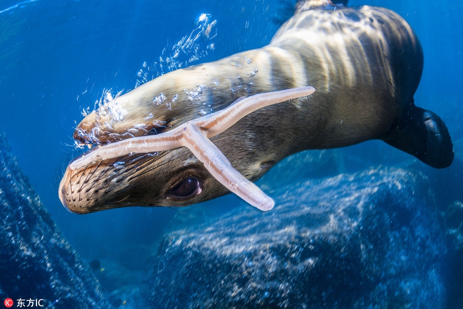 兴奋海狮叼海星玩起杂耍 实力演绎开心到飞