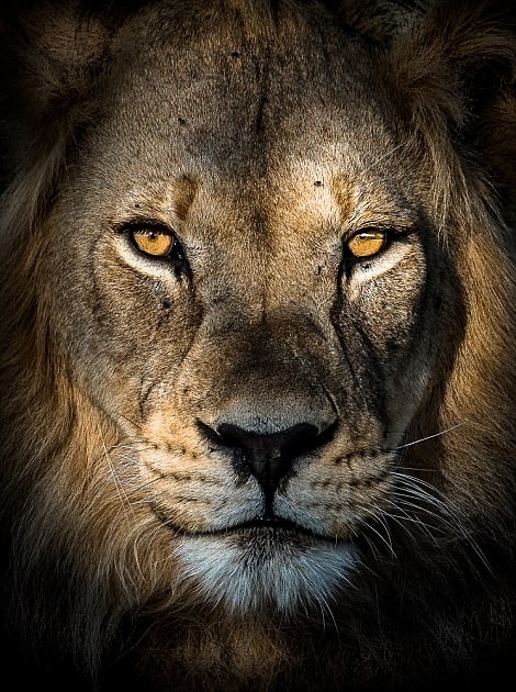 2018索尼世界摄影奖参赛佳作蒙古小孩放羊狮子眼睛深邃