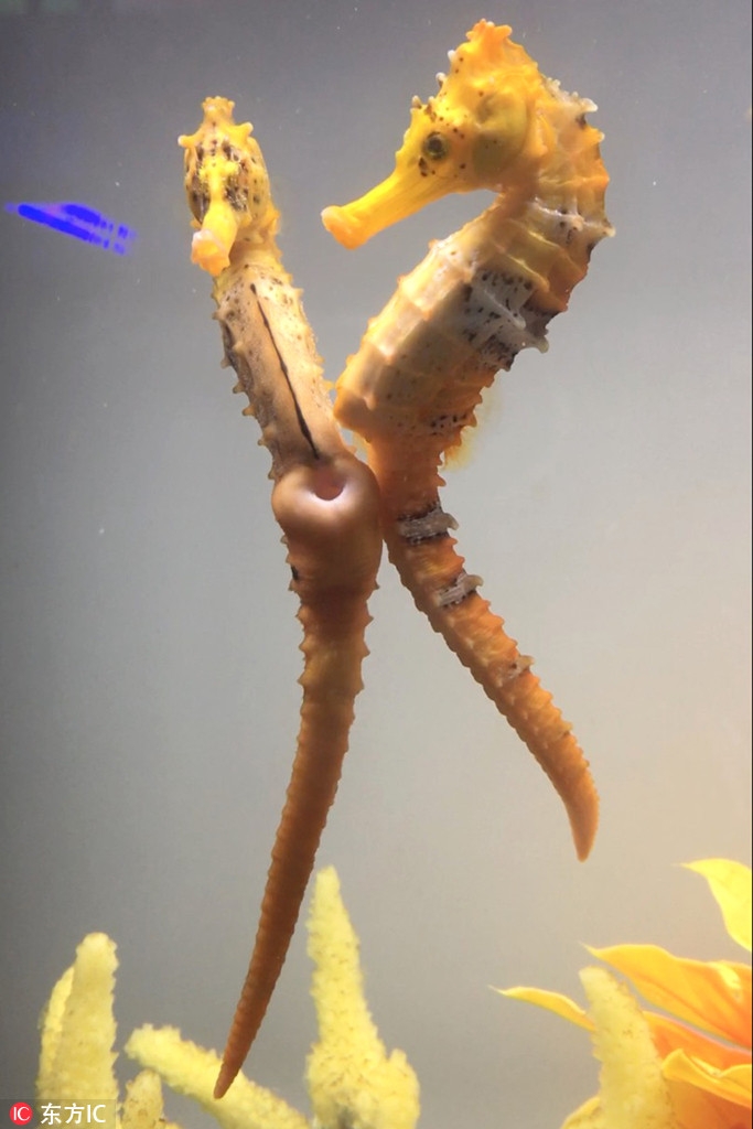 海马交配全程:水中浪漫"求爱舞蹈"相互环绕游动_高清图集_新浪网