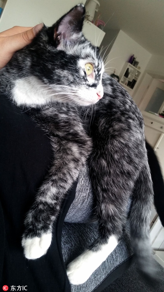 德国小黑猫患上白癜风 变色成"斑点狗"_高清图集_新浪网