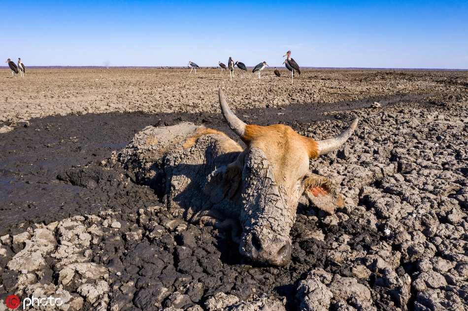 博茨瓦纳遭遇严重干旱动物在泥潭中挣扎求生