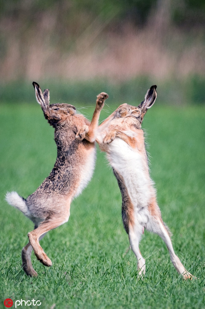 奥地利两只雄性野兔开撕 争夺同一雌兔_高清图集_新浪网