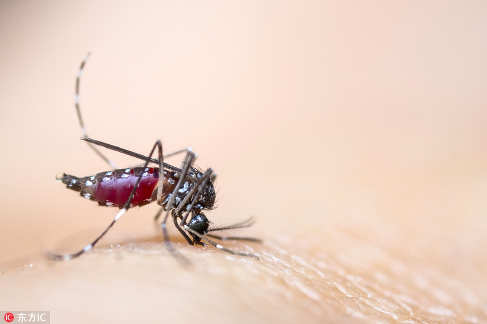 以色列摄影师"放血"拍蚊子特写