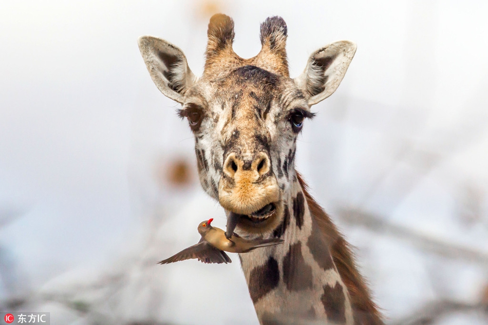 非洲牛椋鸟给长颈鹿看牙查舌头 画面令人捧腹_高清图集_新浪网