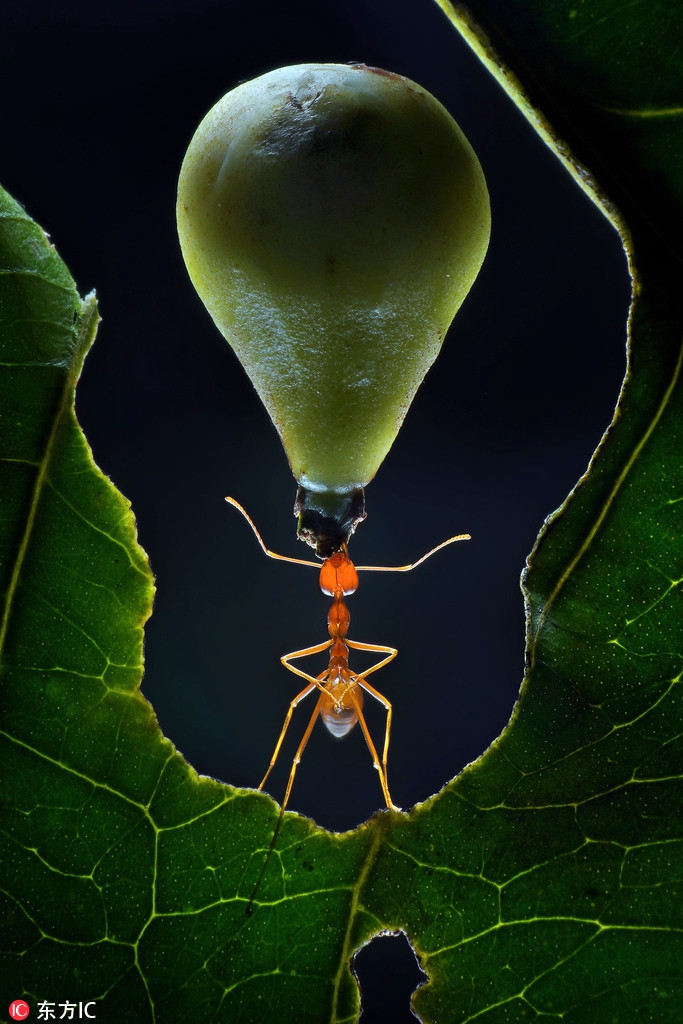 蚂蚁举铁了解一下身材虽小力量惊人