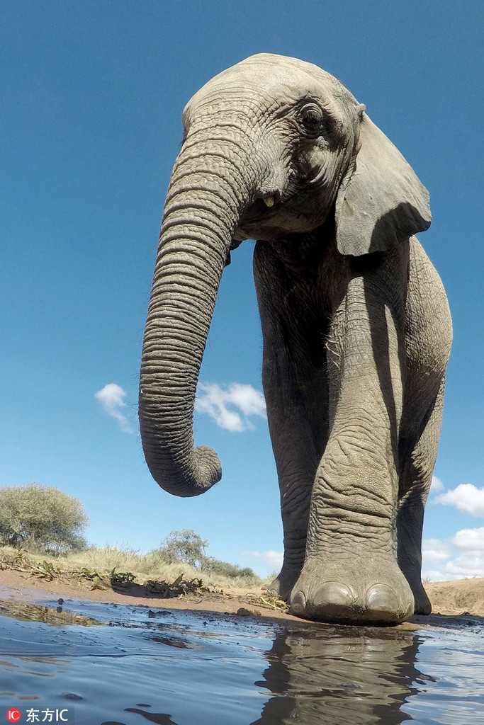 仰拍非洲大象陆地巨兽霸气十足