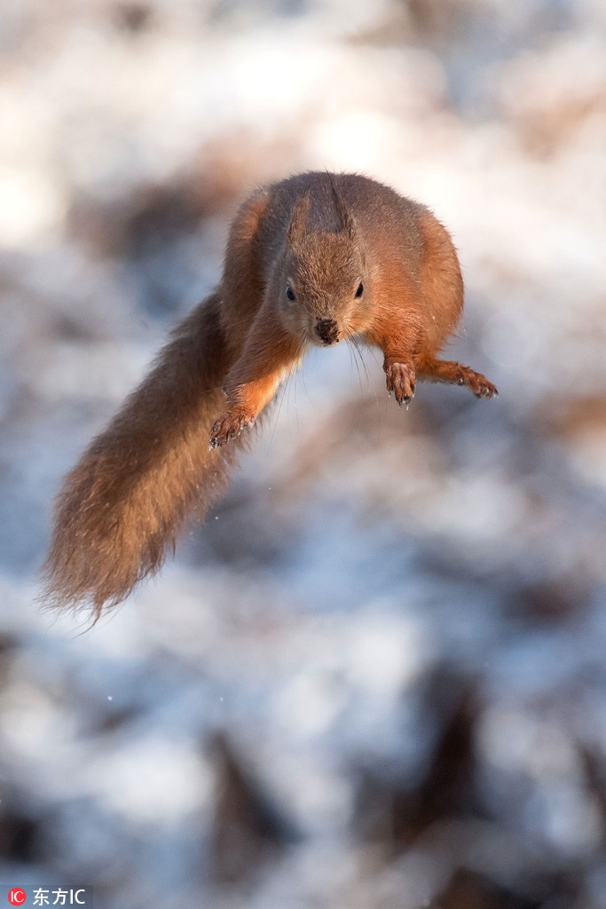 苏格兰小松鼠腾空飘飞秀杂技 模样酷似超人帅炸了