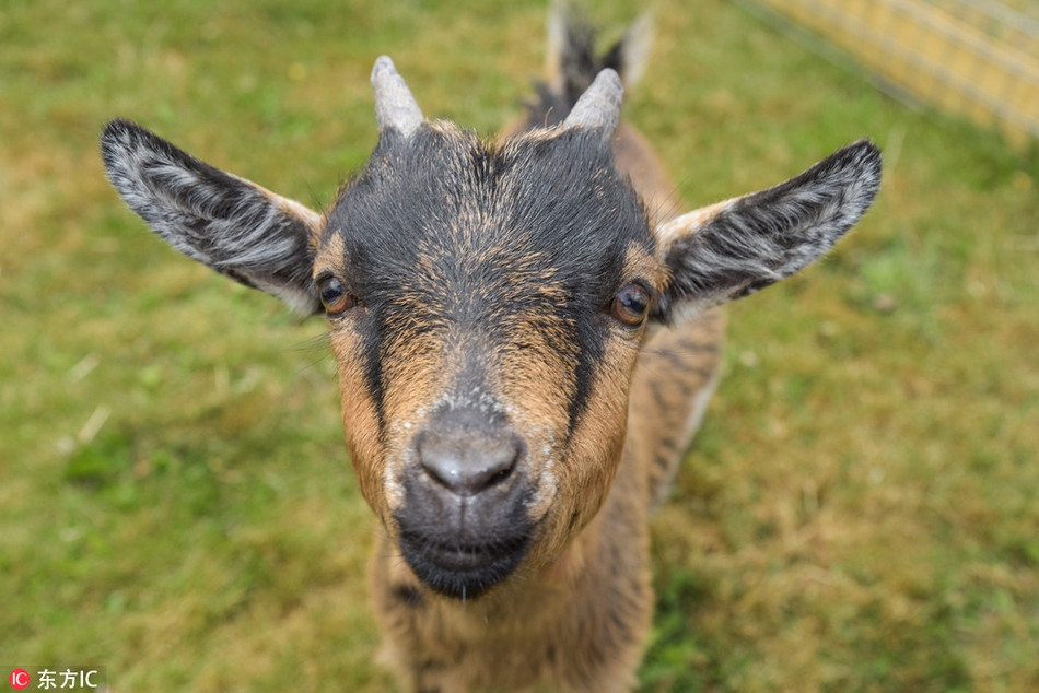蝙蝠侠羊咩咩诞生英国小羊天生英雄脸成招牌