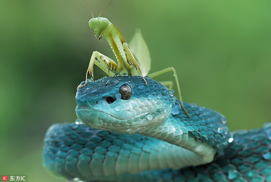 印尼丛林现罕见蓝蛇 周身幽蓝神秘诡异_高清图集_新浪网