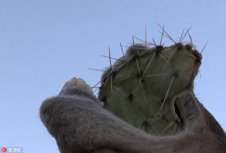 骆驼不怕刺?咀嚼仙人掌满嘴是刺