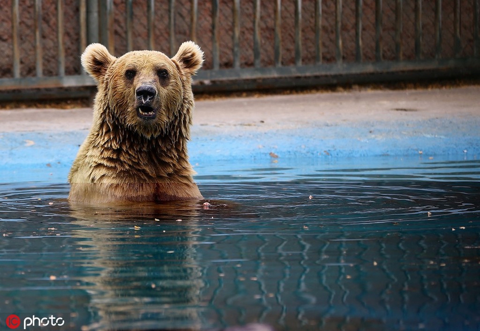 高温难耐 可爱小熊躲在池塘中游泳