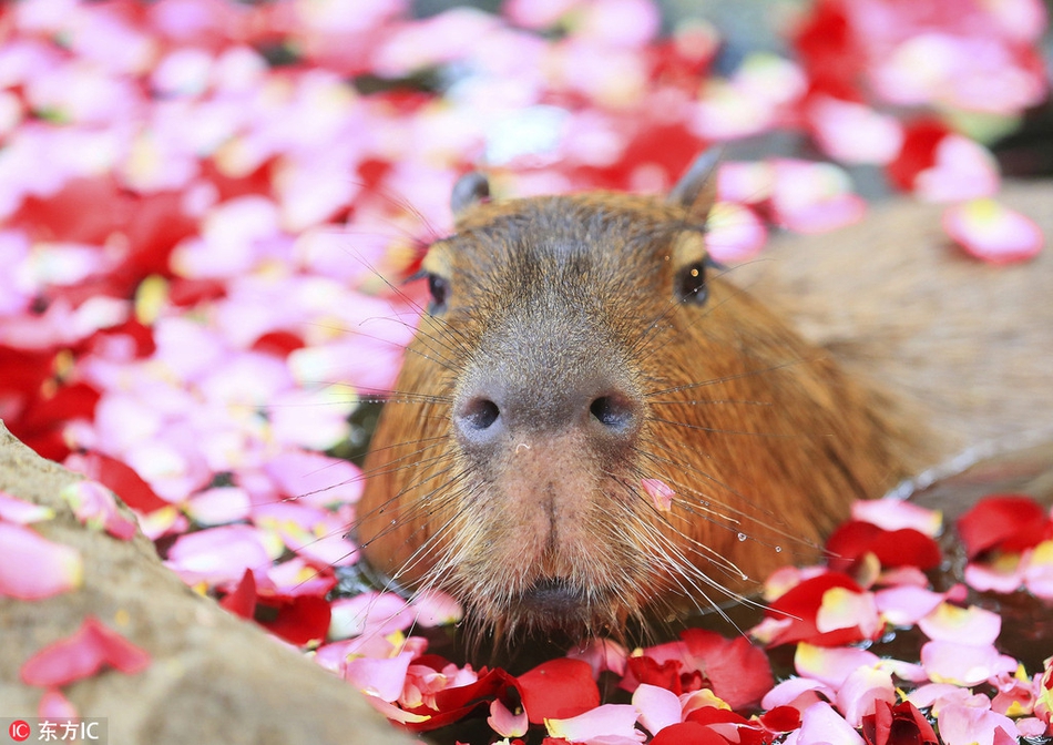 日本动物园水豚享受玫瑰花瓣浴 一脸享受